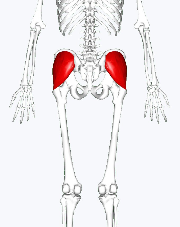 3D render of the pelvis from behind with both gluteus medius muscles highlighted in red